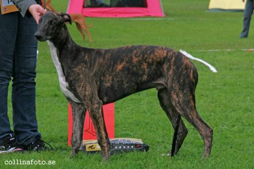 BIS BABYVALP Greyhound Telltale’s Ceasar