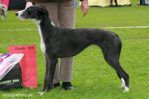BIS BRUKSHUND Galgo Español Hot Isle Angelita