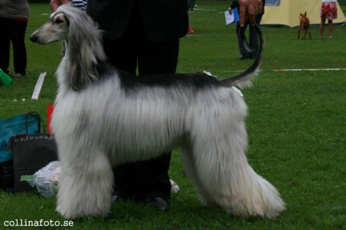 BIS UNGHUND Afghanhund Jangle´s Hell Of A Dream