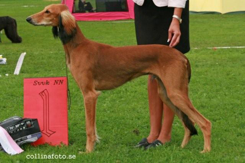 BIS VALP Saluki Elamir Armani