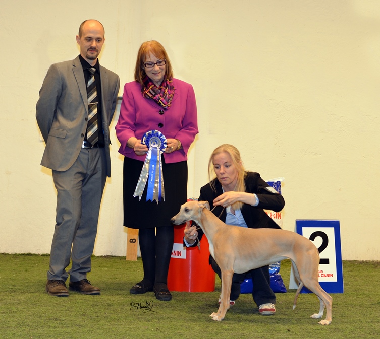 Best in Show 2 New Beginnings Da Roseria Brava