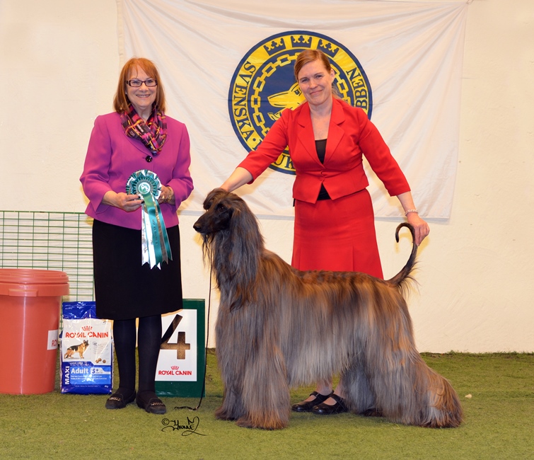 Best In show 4 Ch.Celestian I Want It All