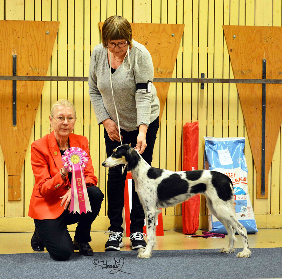 BIS Baby valp 1 Majo´s Quality