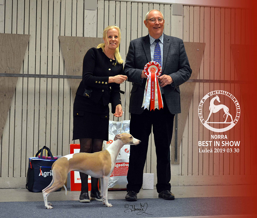 BEST IN SHOW Fin JV-18 SE JV -18 Aaniston Arrrrr  