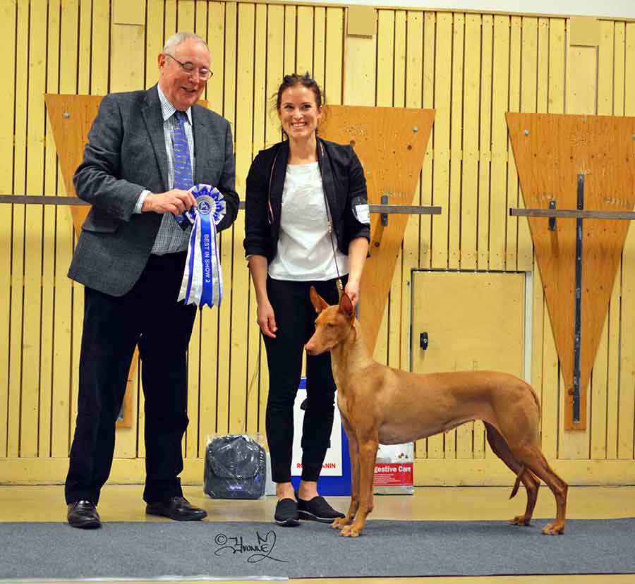 Best in Show 2 Ch.Bazinga A Song Of Ice And Fire 