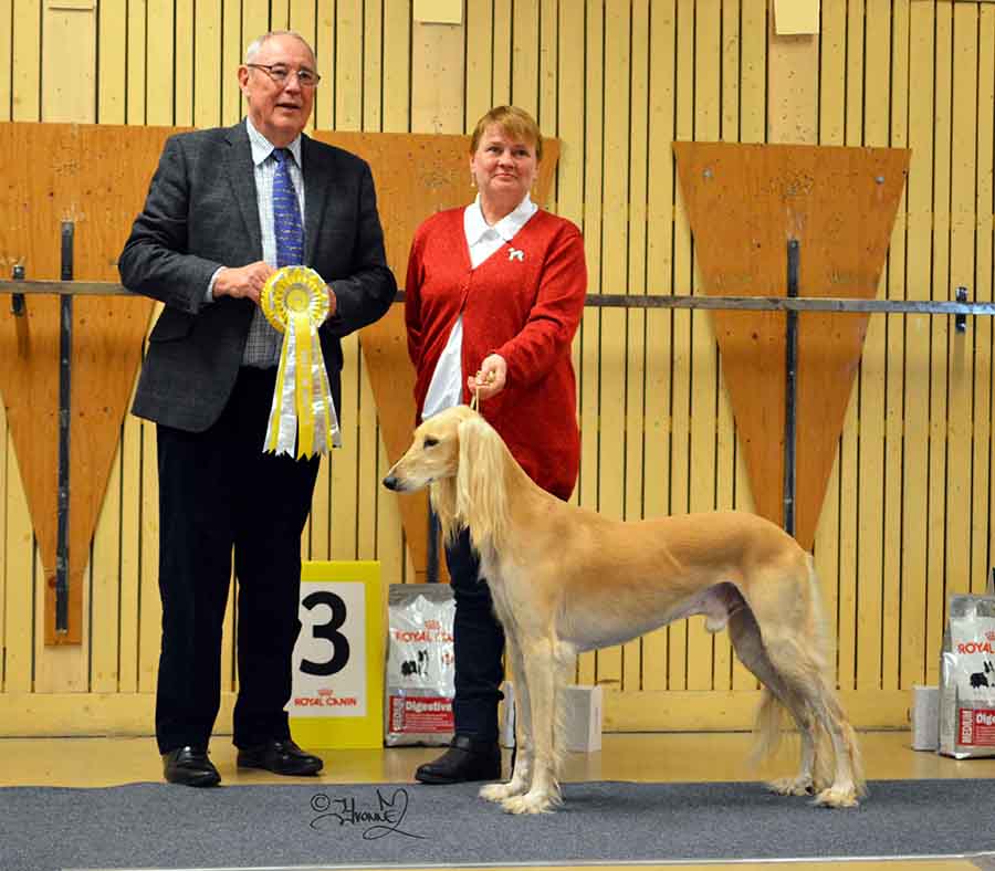 Best in Show 3 Ch.Khalil´s Chafees Chayton Shariar