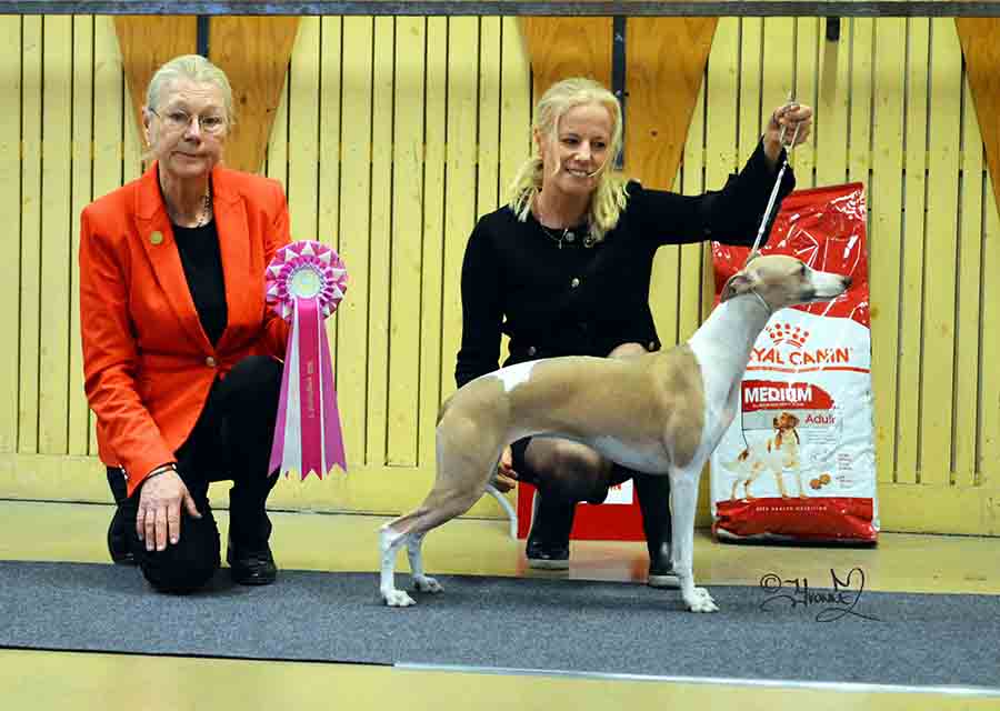 BIS Unghund 1 Fin JV-18 SE JV -18 Aaniston Arrrrr