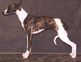 Ägare Sofia Sandström & Inger Andersson, Byske