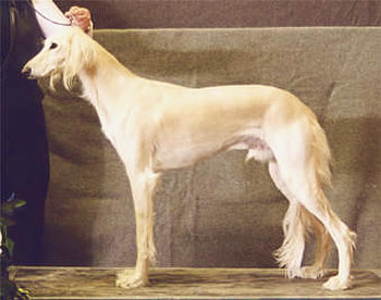 Ägare Madelene & Migelle Wikström, Råneå