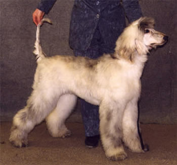 Ägare Ingrid Moholm, Piteå