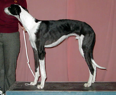 BIS JUNIOR Paramour Back in Track