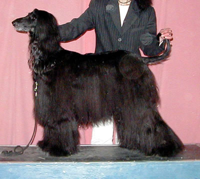 BIS VETERAN FinCh Sheralji Phantastic Witch