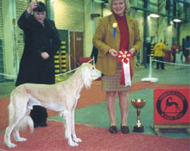 Saluki, äg: Madelene & Migelle Wikström, Råneå