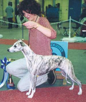 Whippet, äg: Ewa & Thomas Warell, Umeå