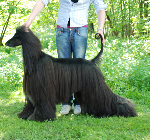 BEST IN SHOW DK UCH FI UCH INT UCH SE UCH Mandinah From Here To Eternity