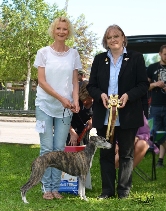 BIS-2 BRUKSHUND Khalils Setareh