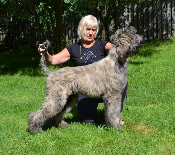 BIS-2 VALP Salgreys Dream Khan