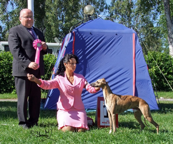 BIS UNGHUND SE V Ch.Adadgio Olive Drab