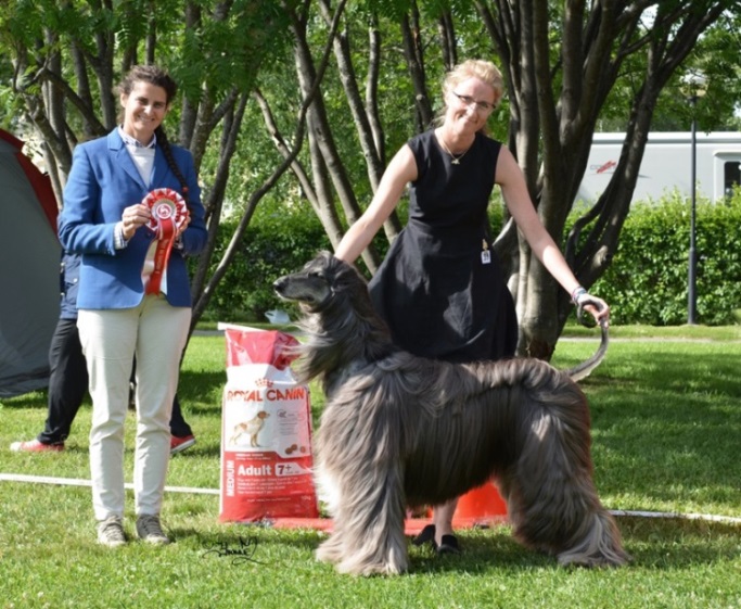 BEST IN SHOW Ch.Khaos Francisco