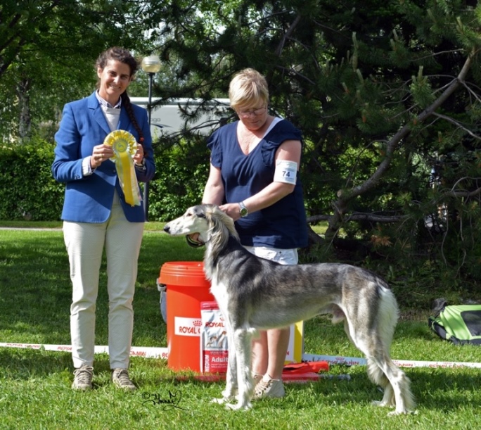 Best in Show 3 Ch.Abu Al Khayar Kyle