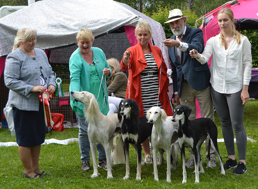 2 Kennel Bluefrost , whippet