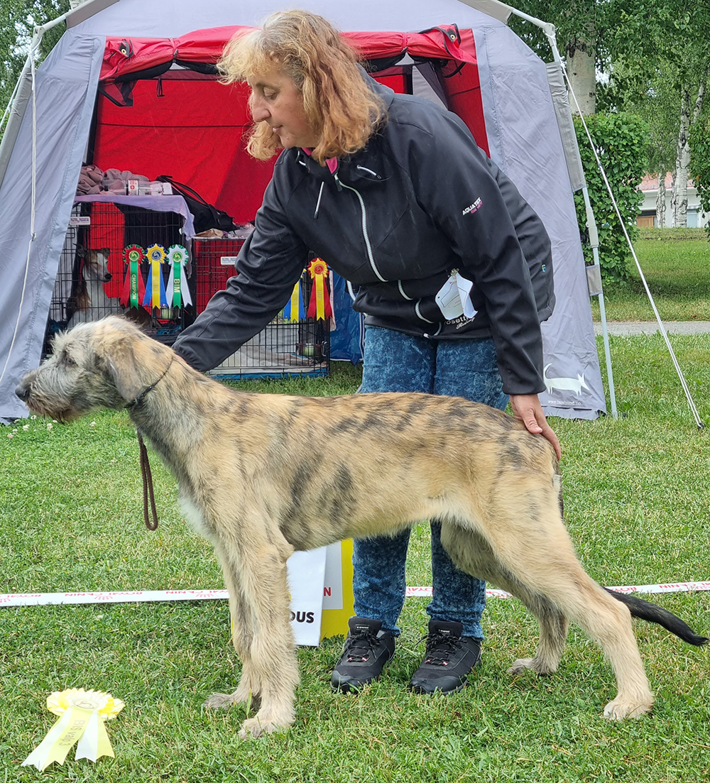 BIS 3 Baby Hoarystock's Whitney Houston