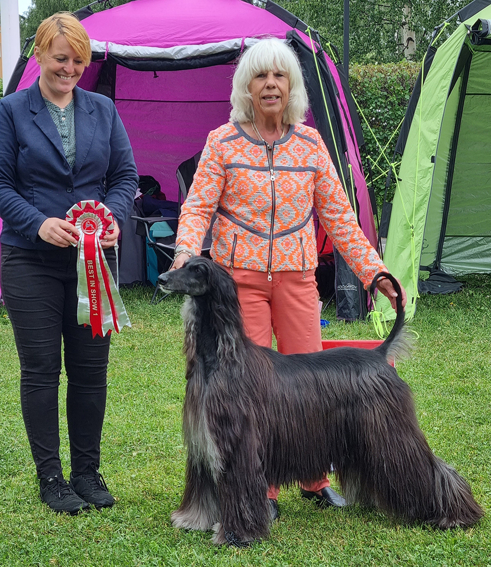 BEST IN SHOW Best In Show BR & PE CH Ama Tallah Bint Hayam von Haussman
