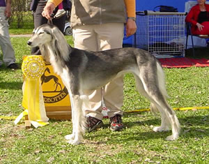 Ägare Sari Hasa, Luleå