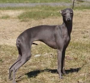 Ägare Morin Tommy, Martinsson Thomas, Enskede