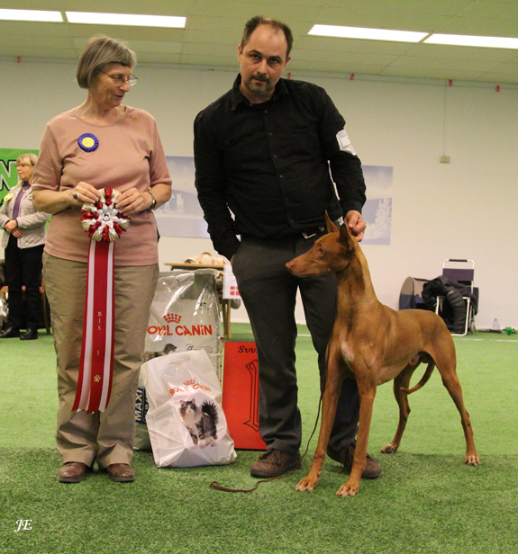 BEST IN SHOW Northgate's King of the Ring