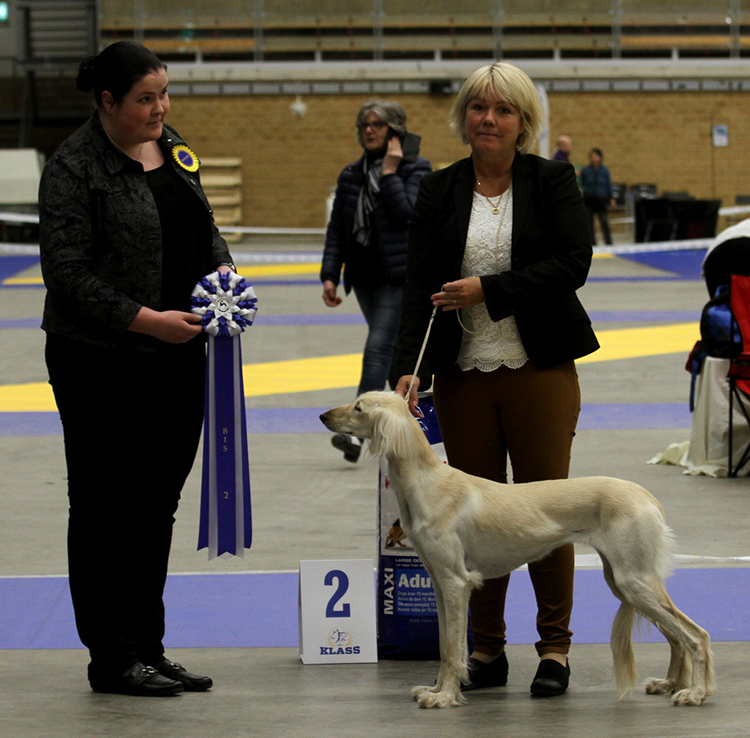BEST IN SHOW 2 Badavie Acilia