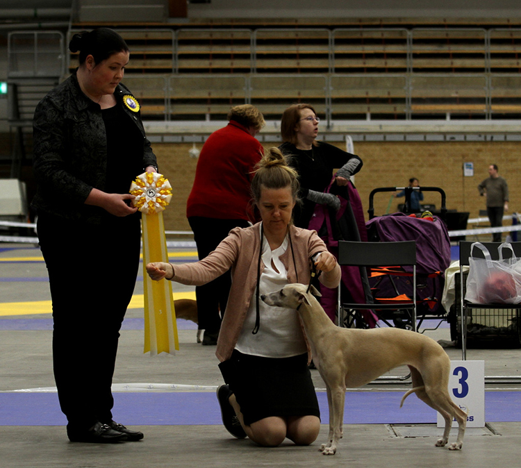BEST IN SHOW 3 Bellsweets Vesper Lynd