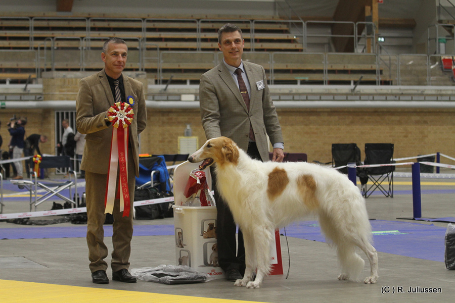 BEST IN SHOW Borscana Nimbostratus