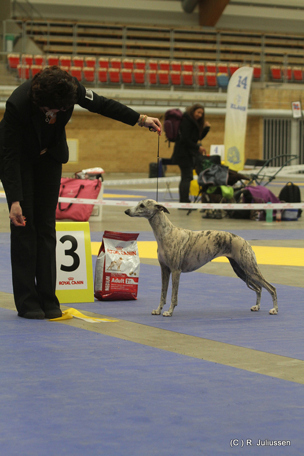 Best in Show 3 Carry on Chiquitita Violetta