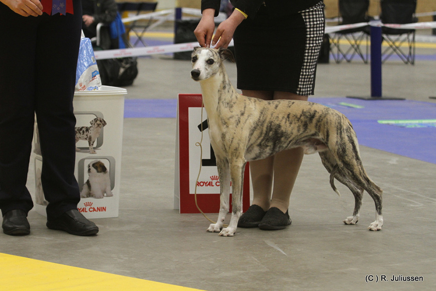 BIS BRUKSHUND Lancar Dream Dazzling Flash