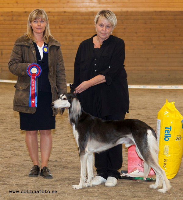 BIS BRUKSHUND Khalils Setareh