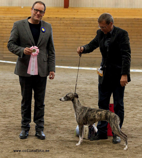 BIS JUNIOR Hjortronblommas Alici Parisi