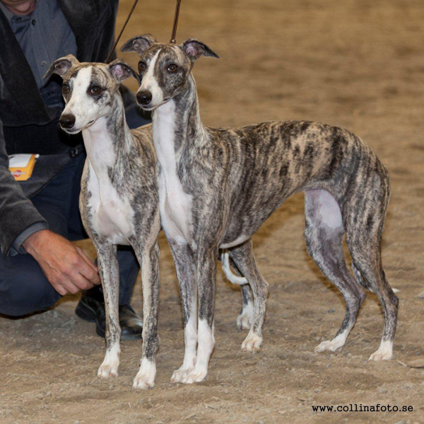BIS PAR Hjotronblommas Alici Parisi och Hjotronblommas Birgit Printz