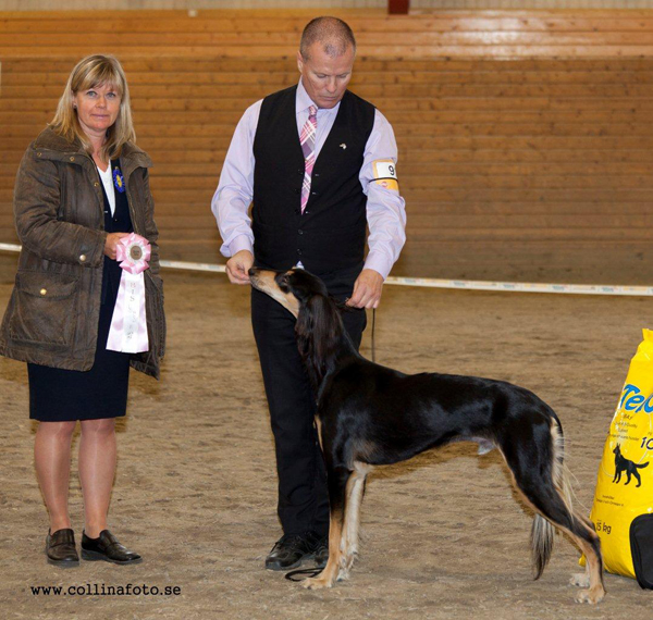 BIS UNGHUND Majos Humphrey Bogart