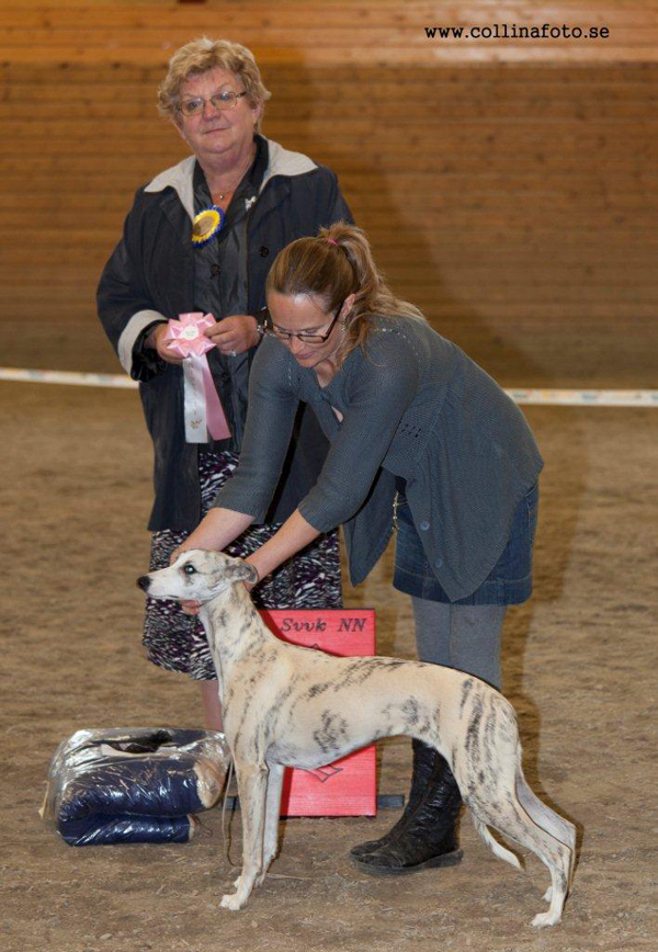 BIS VALP Allettes Royal Samba