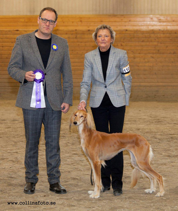 BIS VETERAN Amiyat Ants in the Pants