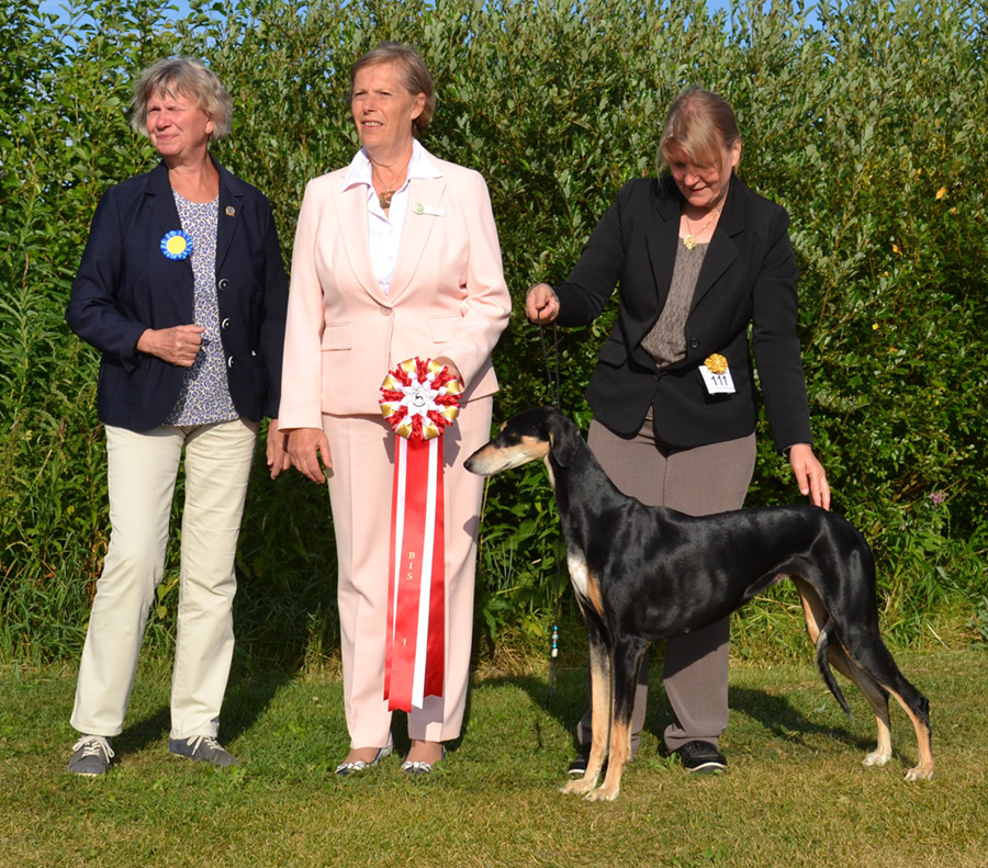 Best In Show C.I.B. EE CH FI & NORD UCH FI V-15 SE V-16-18 SE VV-18 Husniya Har Kala Rachi