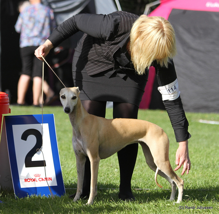 BIS-2 Whippet Twyborn June Rose