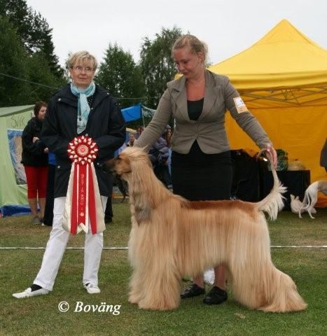 BEST IN SHOW Afghanhund SE UCH Khaos Chant Royal