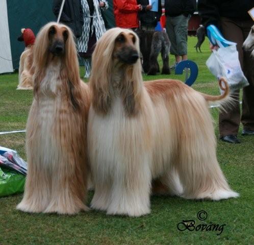 BIS PAR Afghanhund Xciting Stare N’ Whisper & Xciting Feel Free To Stare