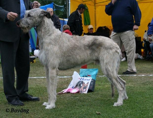 BIS UNGHUND Irländsk varghund Scintillas King Of Christmas