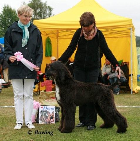 BIS VALP Afghanhund Khaos D’Aram