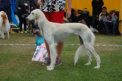 BIS JUNIOR Saluki Khalils Turfa Scheherazade