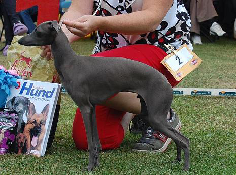 BIS BABYVALP Italiensk vinthund Yebelli’s Fendi