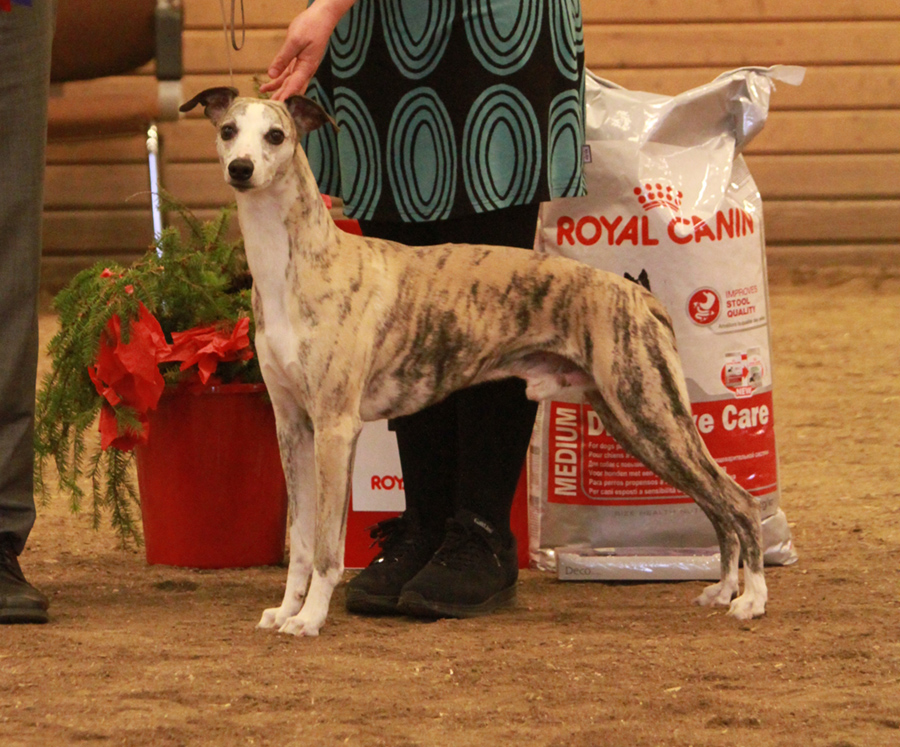 BIS brukshund Lancar Dream Dazzling Flash